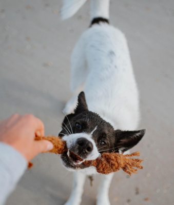 Coco Chew Rope For Dog