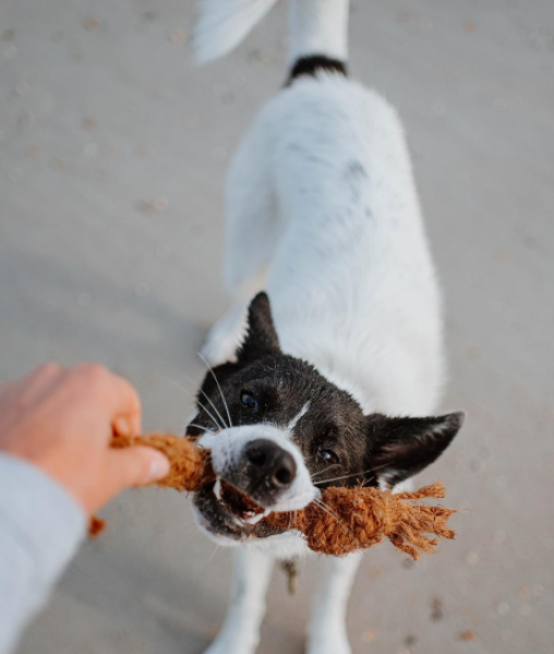 Coco Chew Rope For Dog