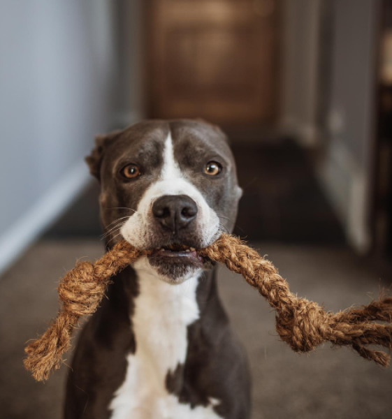 Coco Chew Rope For Dog