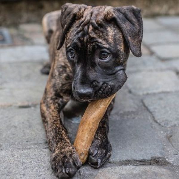 Coffee Wood Dog Chew