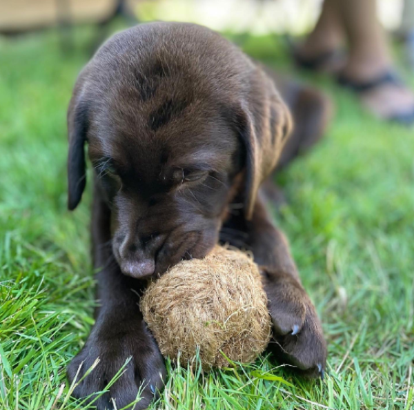 Coco chew ball 