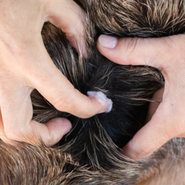 Coconut Oil For Dog