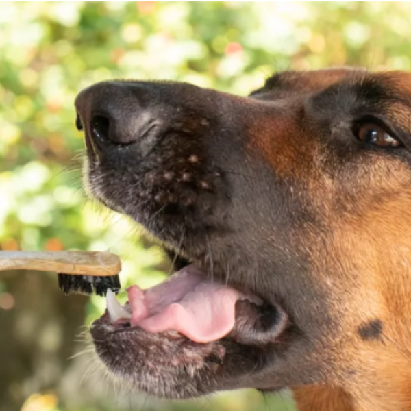 Coconut Oil For Dog