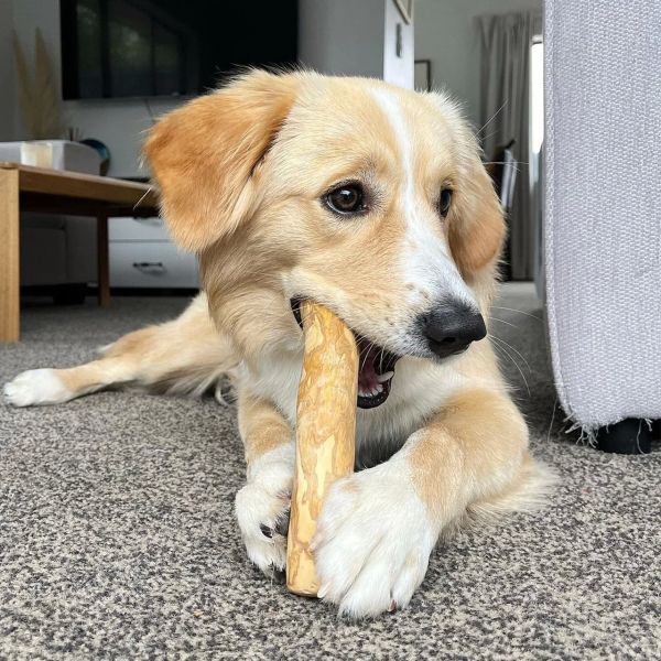 Coffee Wood Dog Chew